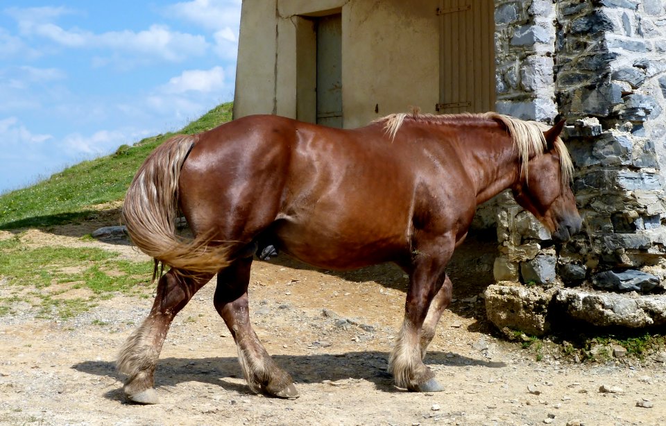 Col d'Aubisque vue 6 Cheval
