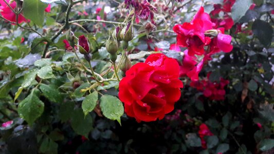 Flower flowers garden