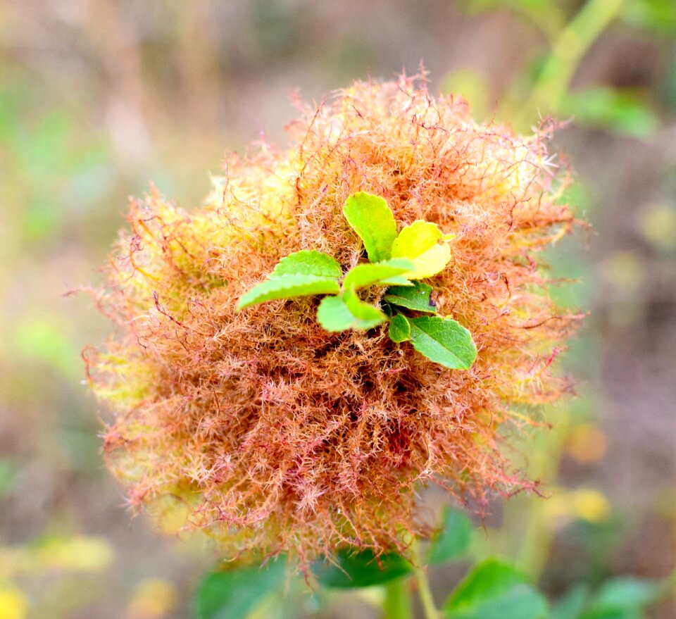Macro wild flower pointed flower