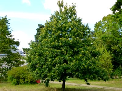 Chataignier 02