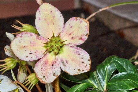 Plant garden close up photo