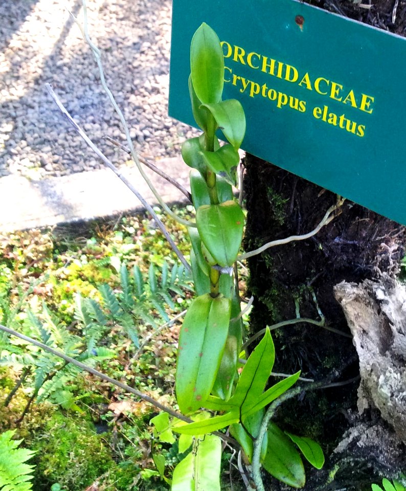 Cryptopus elatus orchid - Monvert fernery mauritius