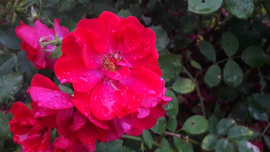 Flower flowers garden