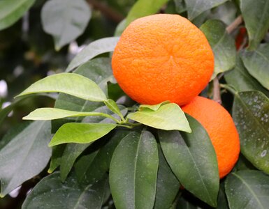 Orange fruit food