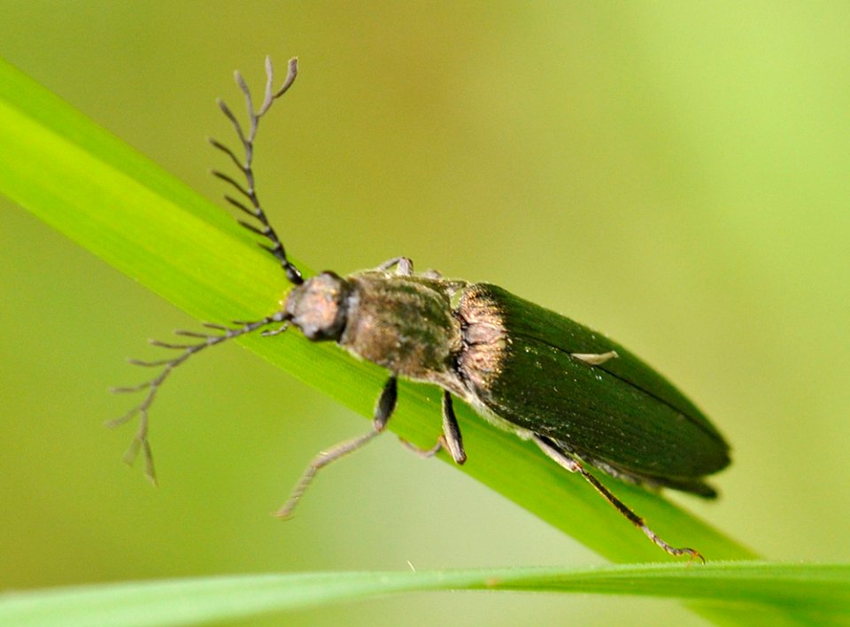 Ctenicera-pectinicornis-05-fws