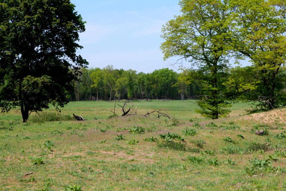 Döberitzer Heide open landscape 2020-05-08 117