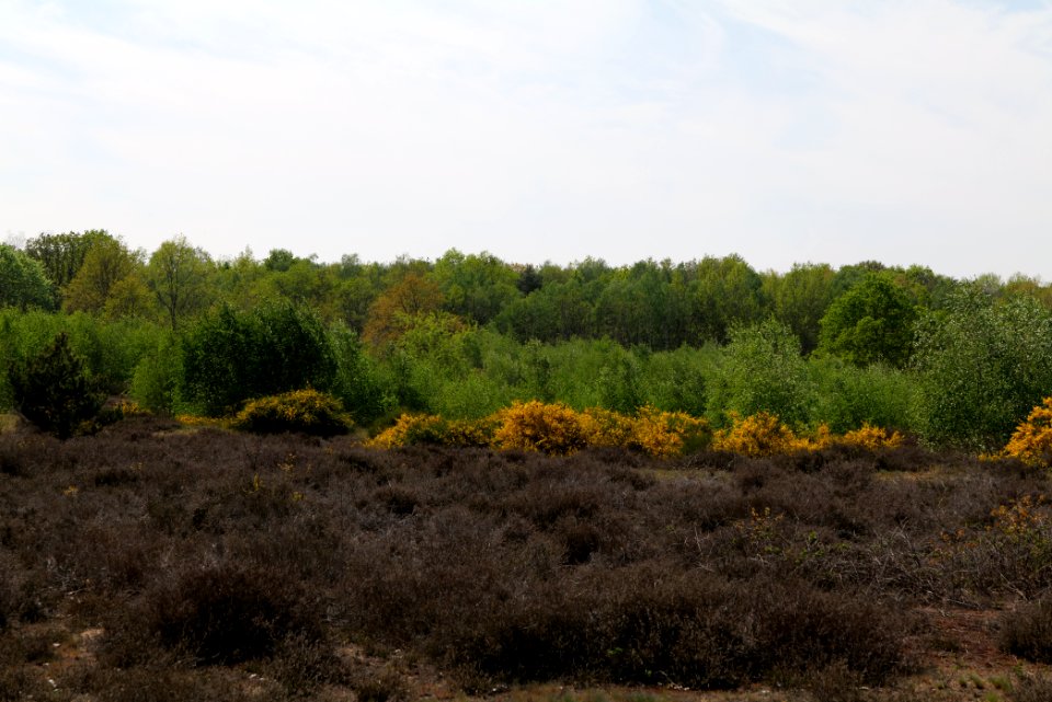 Döberitzer Heide open landscape 2020-05-08 177