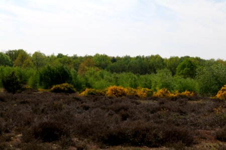 Döberitzer Heide open landscape 2020-05-08 177