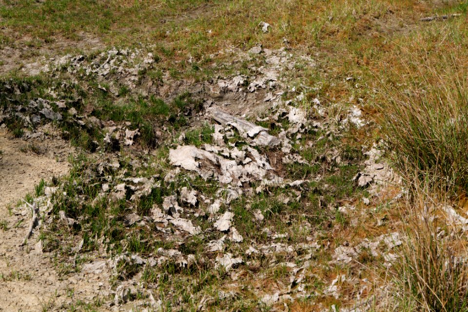 Döberitzer Heide open landscape 2020-05-08 157