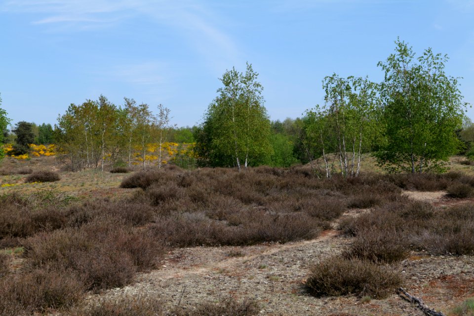 Döberitzer Heide open landscape 2020-05-08 169