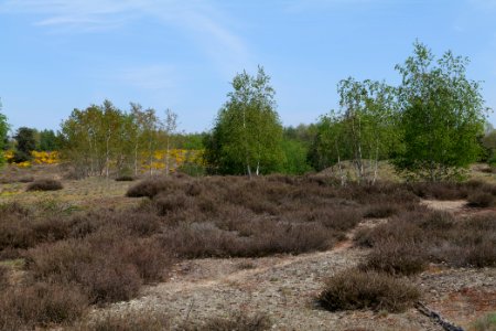 Döberitzer Heide open landscape 2020-05-08 169