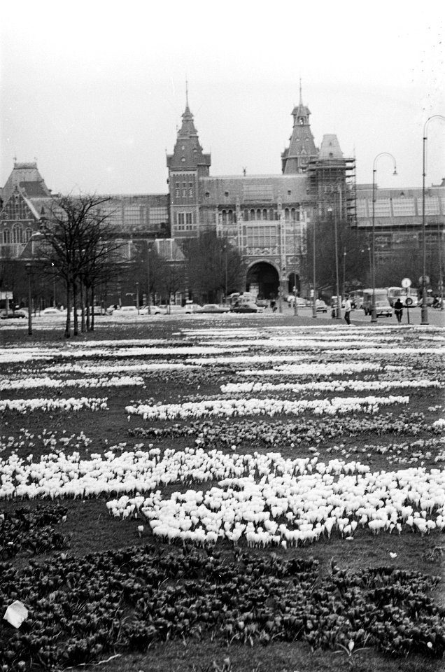 Crocussen voor het Rijksmuseum staan in bloei, Bestanddeelnr 921-1809