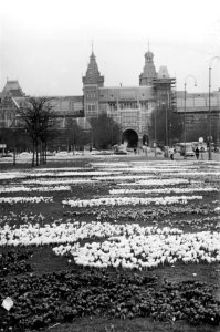 Crocussen voor het Rijksmuseum staan in bloei, Bestanddeelnr 921-1809