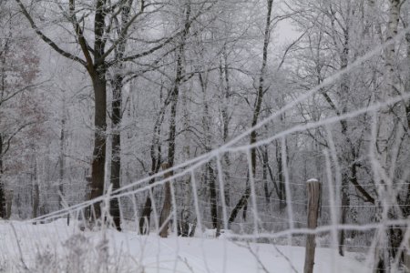 Döberitzer Heide wilderness area with snow 2021-02-14 08