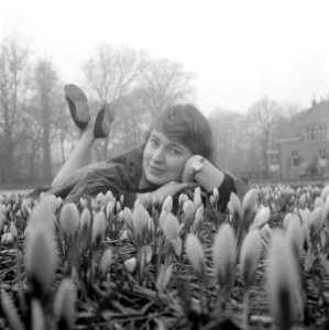 Crocussen bloeien in Overveen, Bestanddeelnr 909-3320