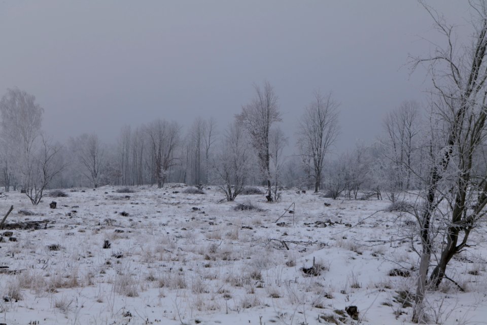 Döberitzer Heide with snow 2021-02-14 45