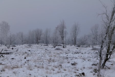 Döberitzer Heide with snow 2021-02-14 45