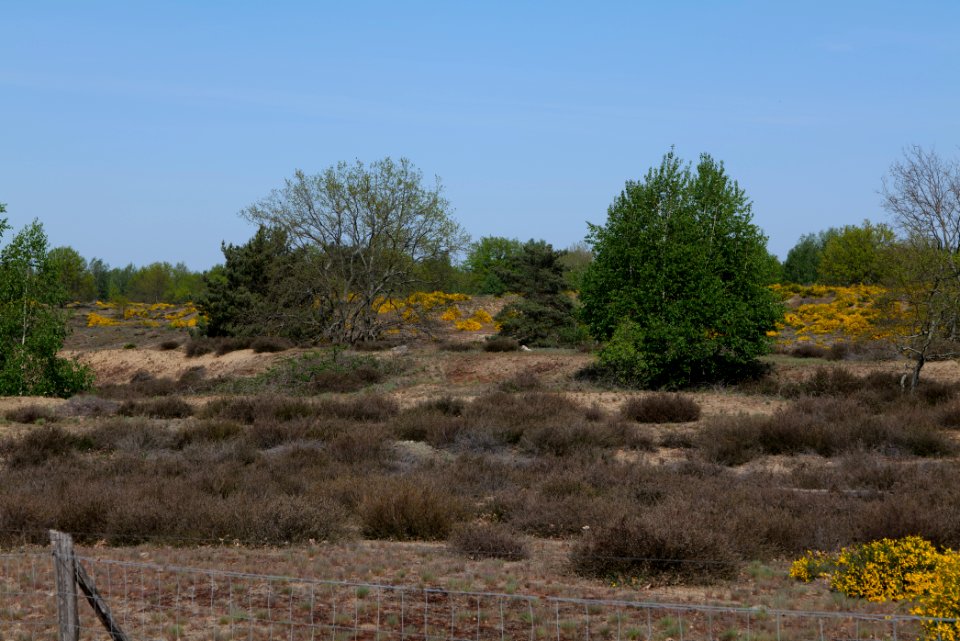 Döberitzer Heide open landscape 2020-05-08 167