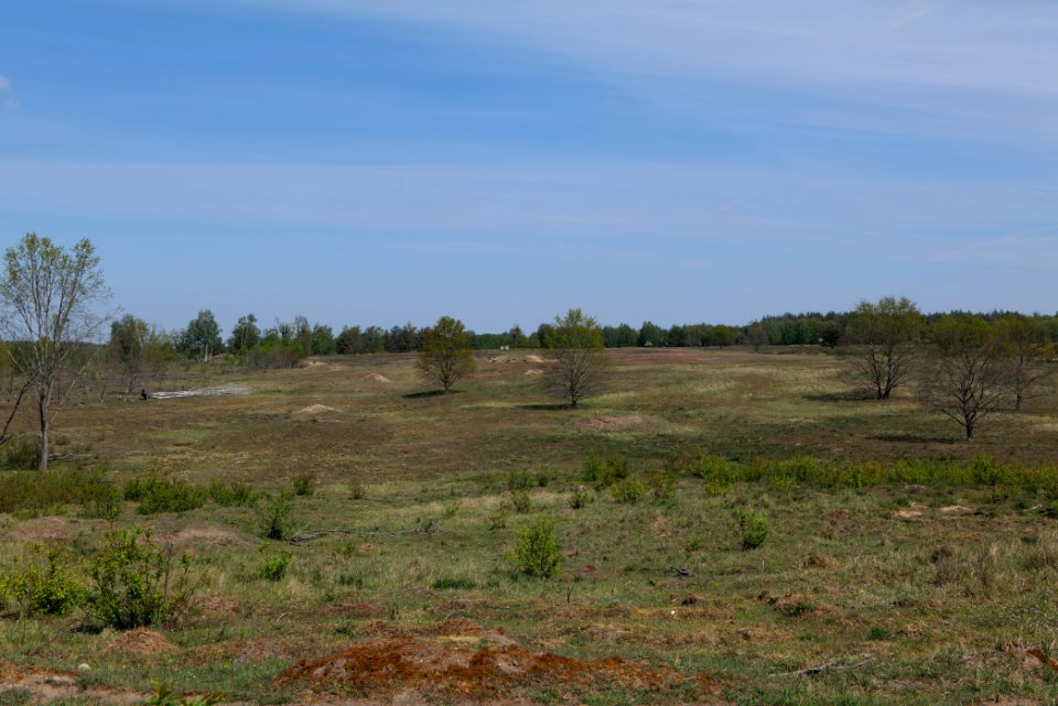 Döberitzer Heide open landscape 2020-05-08 16