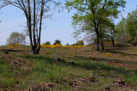 Döberitzer Heide open landscape 2020-05-08 160