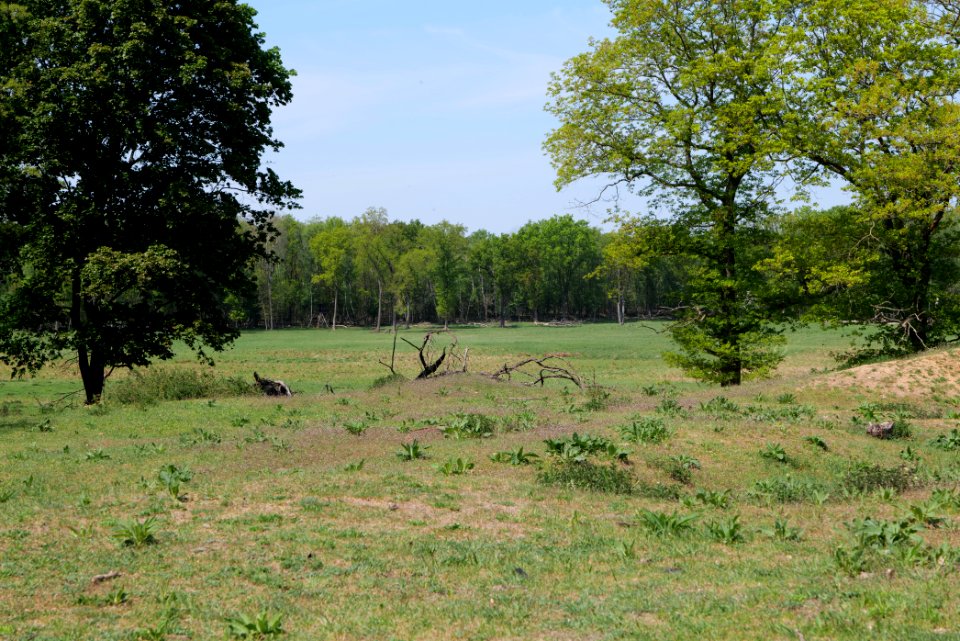 Döberitzer Heide open landscape 2020-05-08 116
