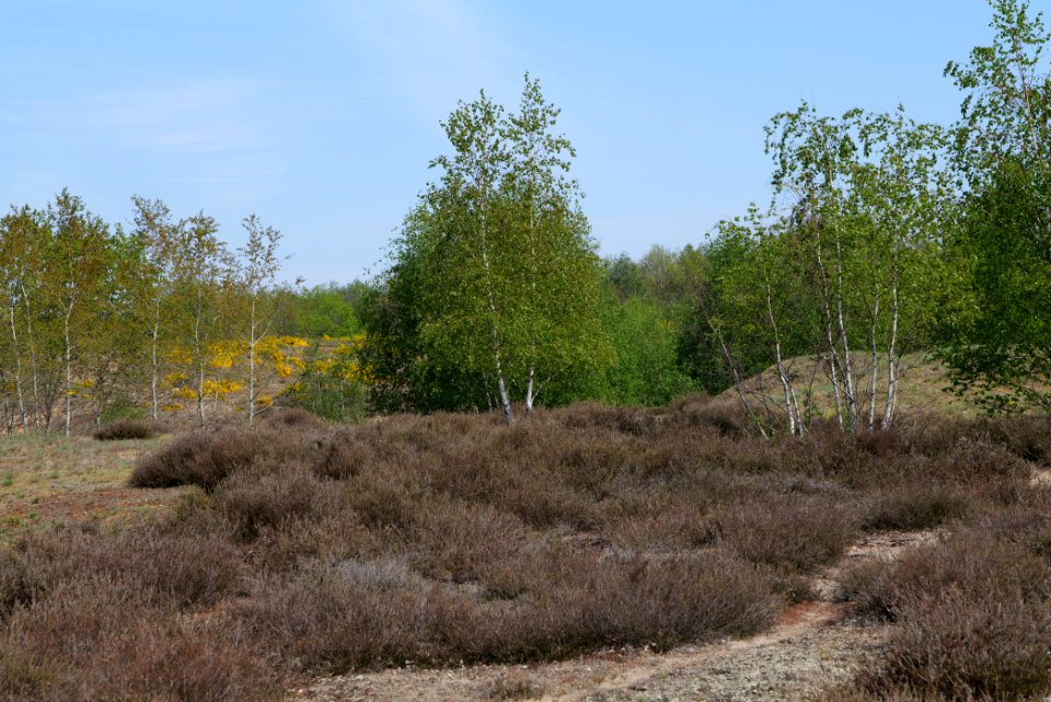 Döberitzer Heide open landscape 2020-05-08 168