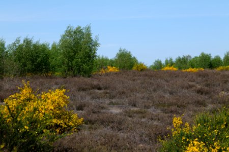 Döberitzer Heide open landscape 2020-05-08 170