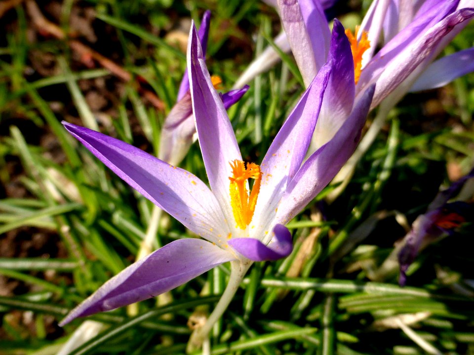 Crocus-tommasinianus-4