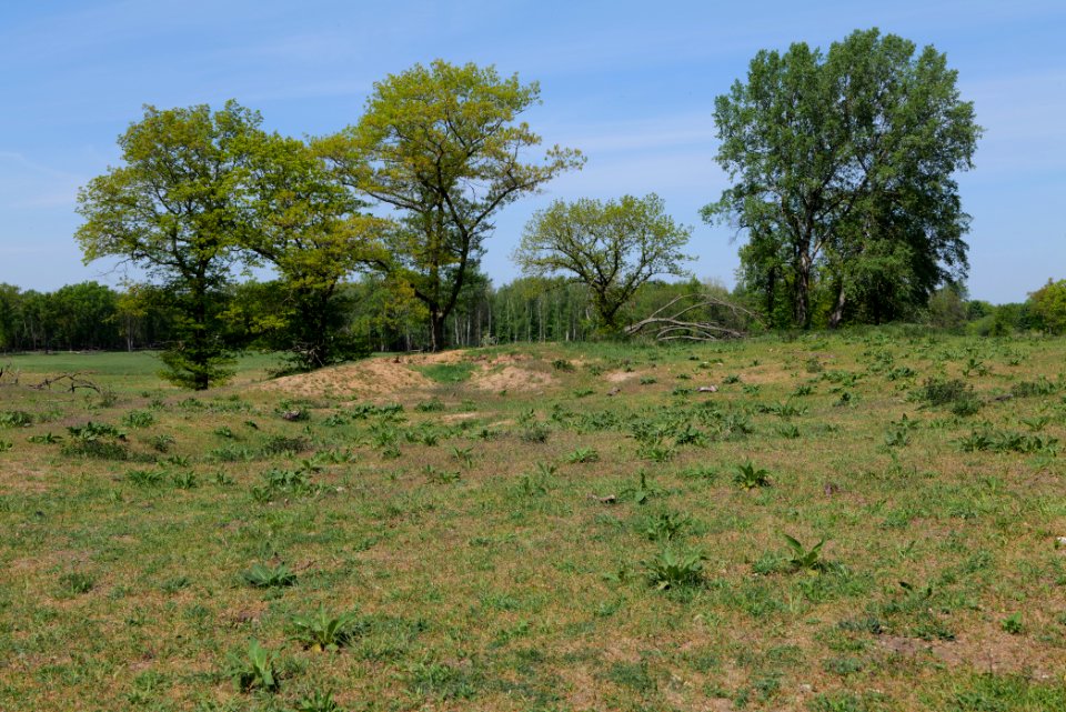 Döberitzer Heide open landscape 2020-05-08 118