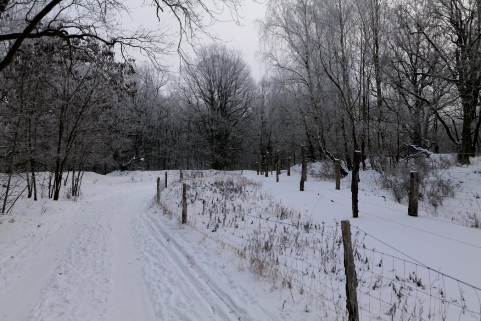 Döberitzer Heide round trail with snow 2021-02-14 79