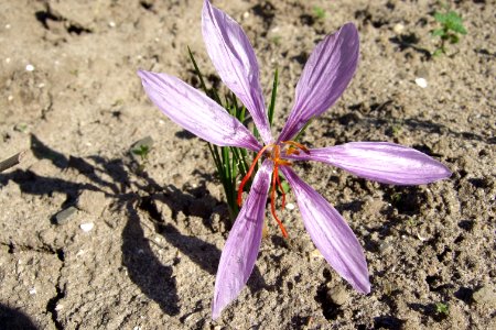 Crocus sativus, saffron (50) photo