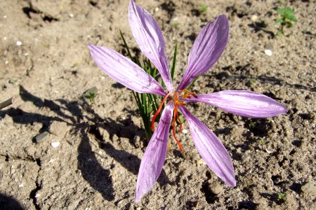 Crocus sativus, saffron (50)