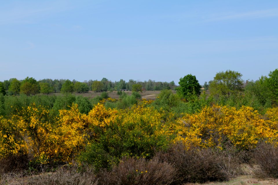 Döberitzer Heide open landscape 2020-05-08 176