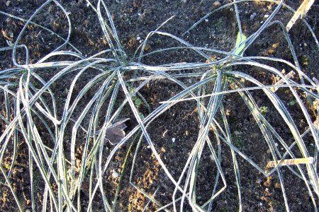 Crocus sativus, saffron (17)