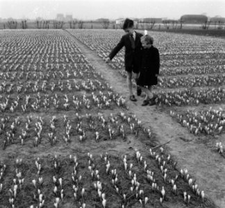 Crocusvelden in bloei Lisse, Bestanddeelnr 907-6749