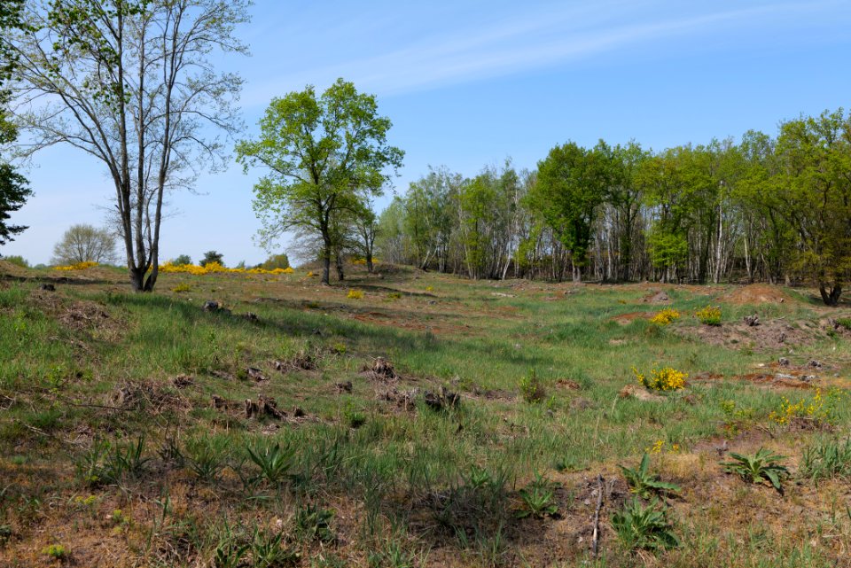 Döberitzer Heide open landscape 2020-05-08 162