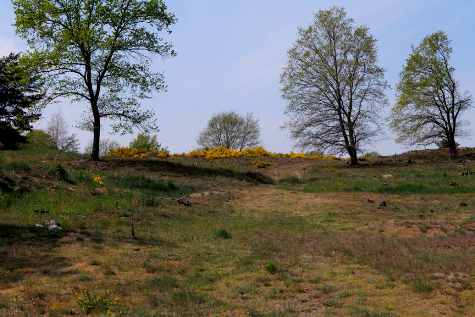 Döberitzer Heide open landscape 2020-05-08 159