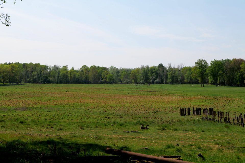 Döberitzer Heide open landscape 2020-05-08 136