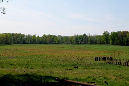 Döberitzer Heide open landscape 2020-05-08 136