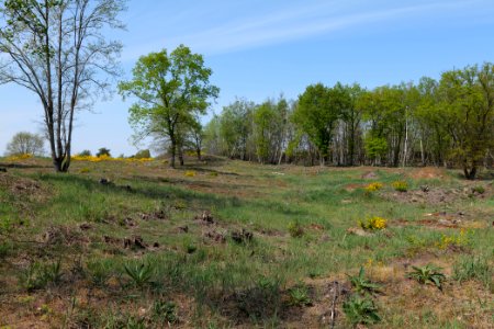 Döberitzer Heide open landscape 2020-05-08 161