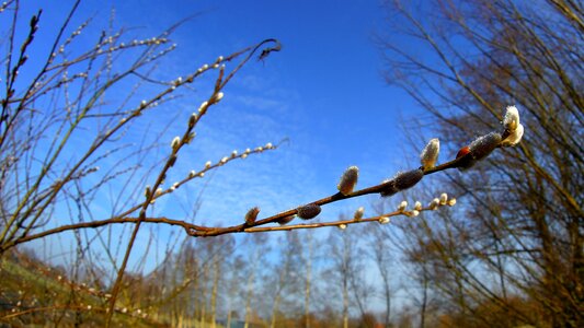 Branch season february