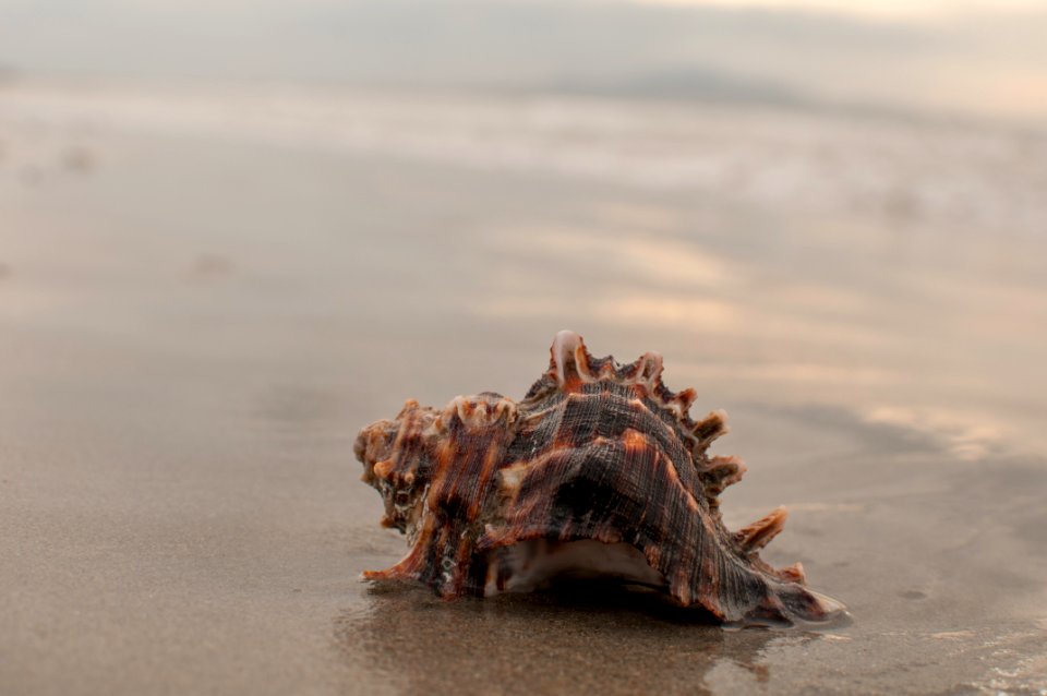 Chicoreus sp in Margarita Island