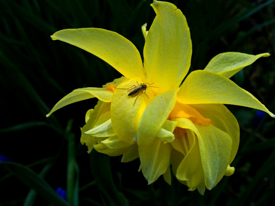 Flower nature blossom