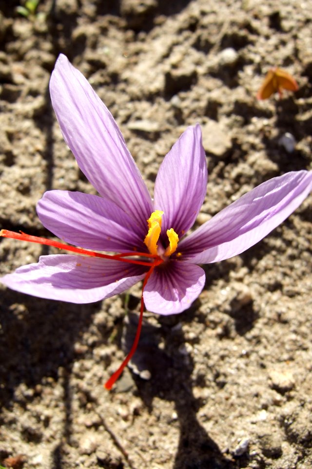 Crocus sativus, saffron (37)