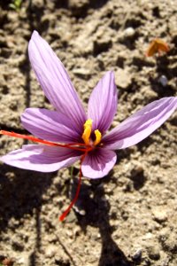 Crocus sativus, saffron (37)