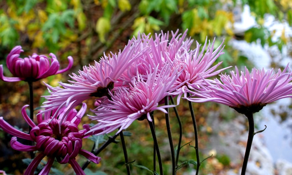 Chrysanthemums - Lan Su Chinese Garden - Portland, Oregon - DSC01526