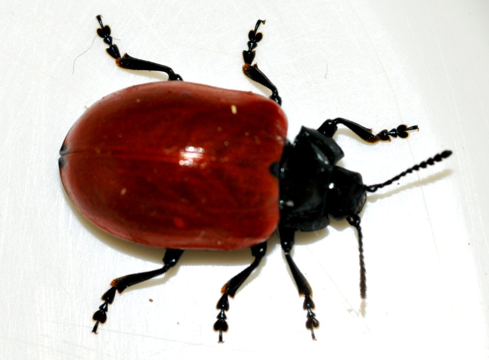 Chrysomela-populi-09-fws