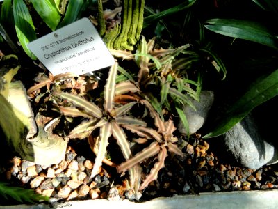 Cryptanthus bivittatus - Botanical Garden in Kaisaniemi, Helsinki - DSC03632