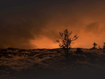 Tree nature yellowstone