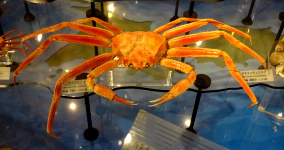 Chionoecetes japonicus - National Museum of Nature and Science, Tokyo - DSC06895
